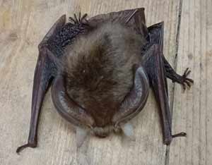 Brown Long Eared Bat