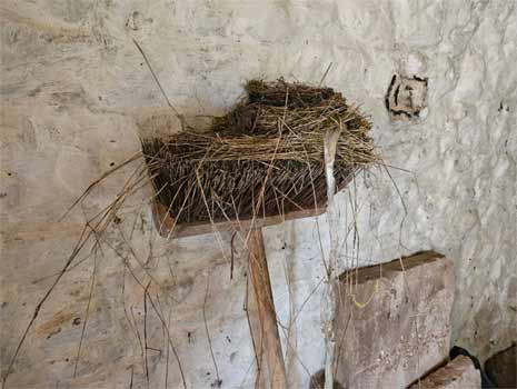 Blackbird nest