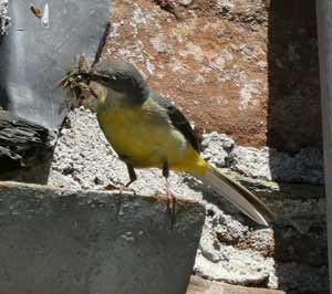 Young Swallows in nest