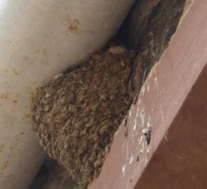 House martin in nest