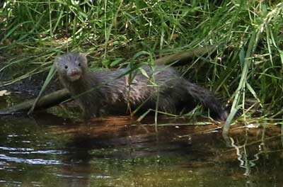 Mink or Otter