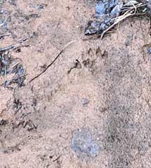 Otter footprints