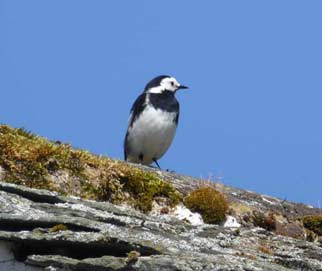 Pied Wagtail