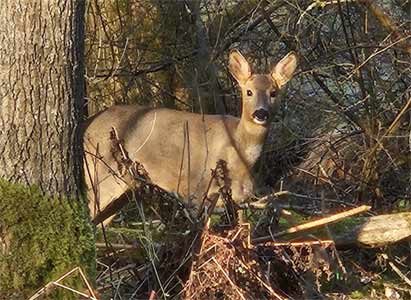 Roe deer