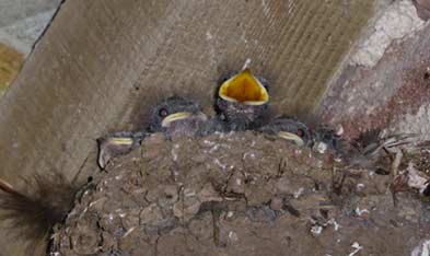 Young Swallows in nest