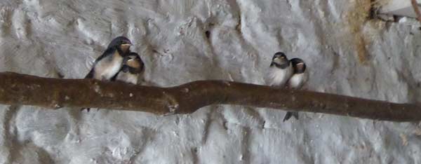 Young Swallows